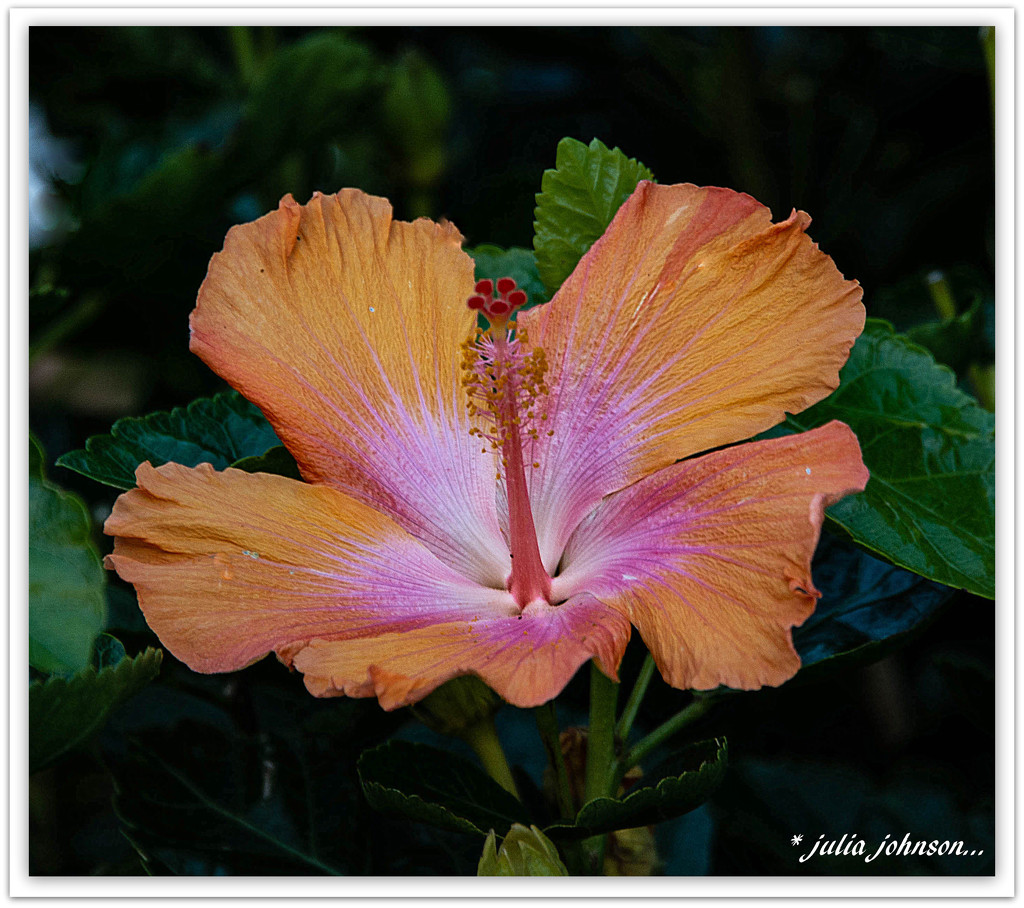 Tropical Hibiscus... by julzmaioro