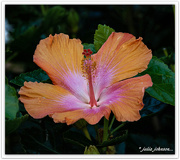 21st May 2021 - Tropical Hibiscus...