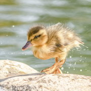 21st May 2021 - Duckling after a swim