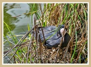 21st May 2021 - Nesting Coot