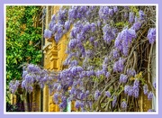 21st May 2021 - Wisteria 