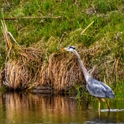 21st May 2021 - A Montana Great Blue Heron