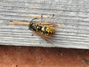 18th May 2021 -  Queen Wasp 