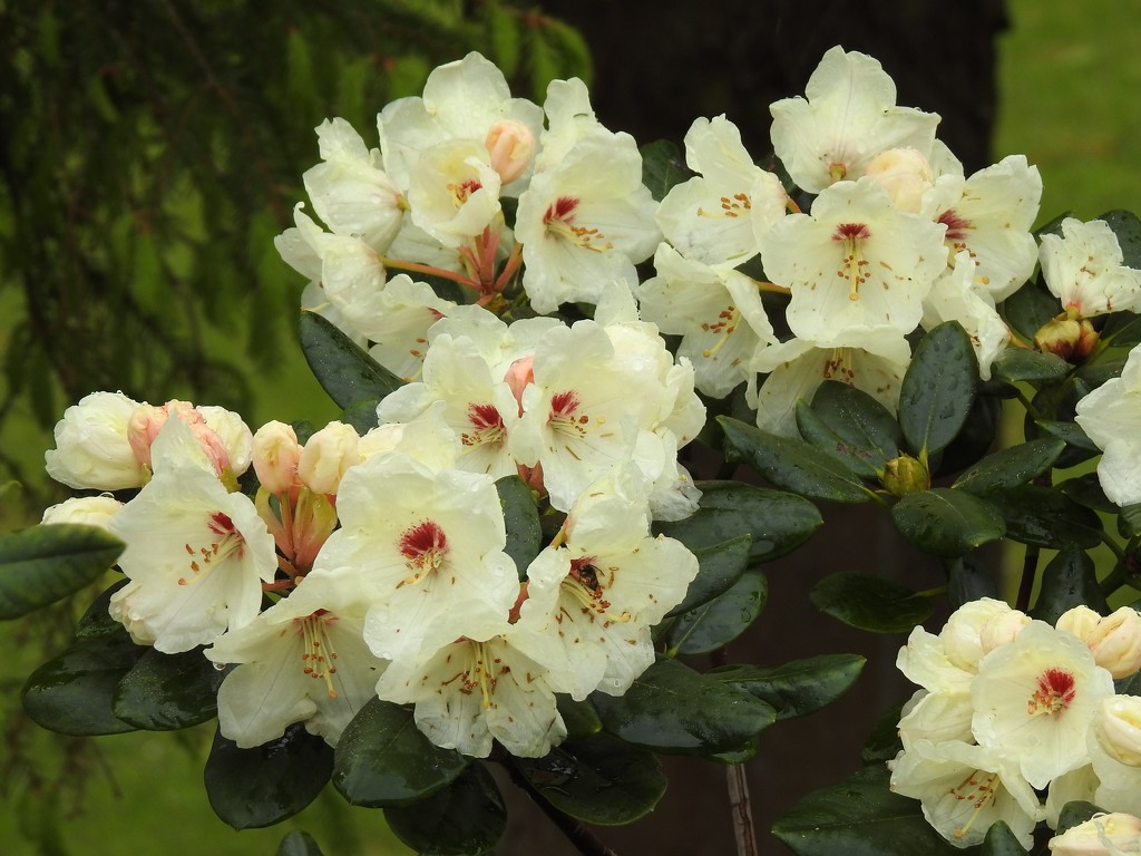  Rhododendron in the Garden 4  by susiemc