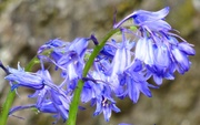 21st May 2021 - Bluebells