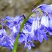 Bluebells by fishers
