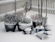 20th Feb 2010 - Snowed down garden