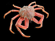 21st May 2021 - Spider crab month