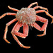 Spider crab month by etienne