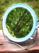9th May 2021 - Reflections on the maple tree...