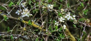 21st May 2021 - Hedgerow lichen