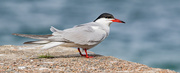 21st May 2021 - Tern with a Ring