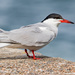 Tern with a Ring by lifeat60degrees