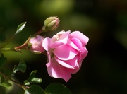 22nd May 2021 - My wild rose...