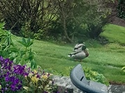 21st May 2021 - Three ducks on the lawn 