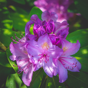 21st May 2021 - rhododendron 
