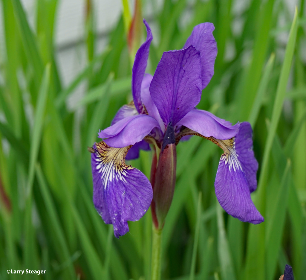 Purple bearded iris by larrysphotos