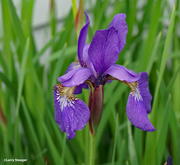 21st May 2021 - Purple bearded iris