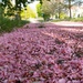 Sakura Flowers Snowed... by kclaire