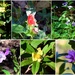  Collage Of Tiny Flowers ~                                                                by happysnaps