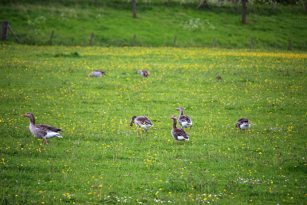 Gooses between buttercups , daisies and grass by pyrrhula