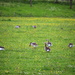 Gooses between buttercups , daisies and grass by pyrrhula