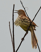 21st May 2021 - Brown Thrasher