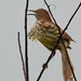 Brown Thrasher by rminer