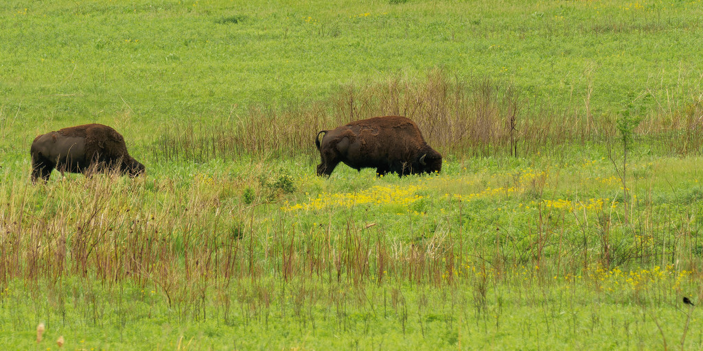 springtime bison  by rminer