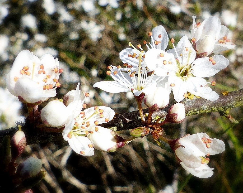 Last of the Spring blossom perhaps by judithdeacon