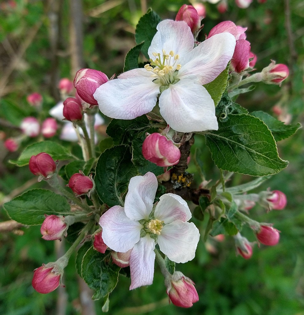 Tender Apple Blossoms. by kclaire