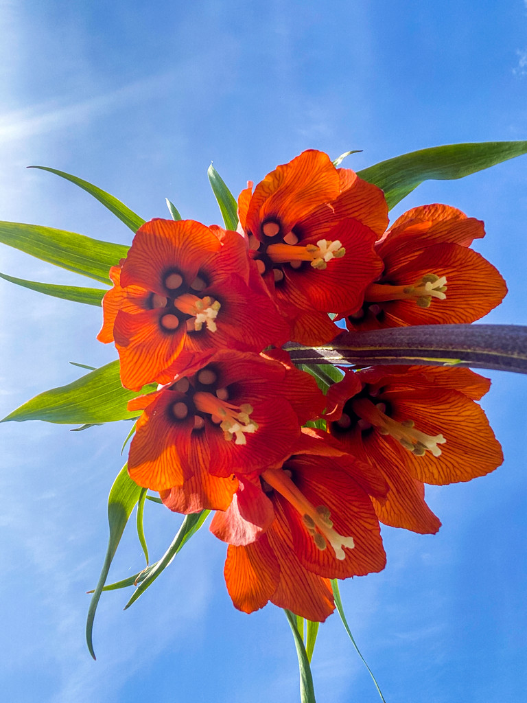 Crown Imperial 2 by sprphotos