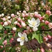 Flowering tree by jb030958