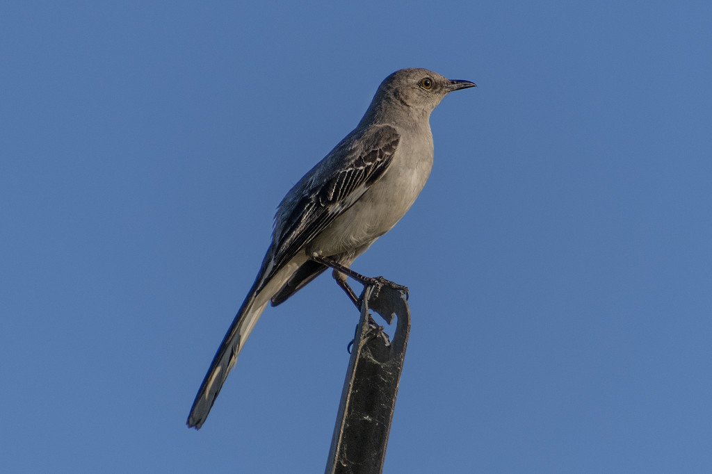 Mockingbird by timerskine