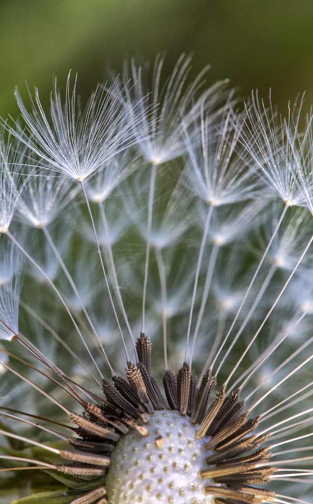 The Flight of the Dandelion by pdulis