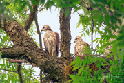 22nd May 2021 - Red Shouldered Hawk Babies