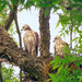 Red Shouldered Hawk Babies by lynne5477