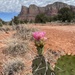 Cactus bloom by kdrinkie