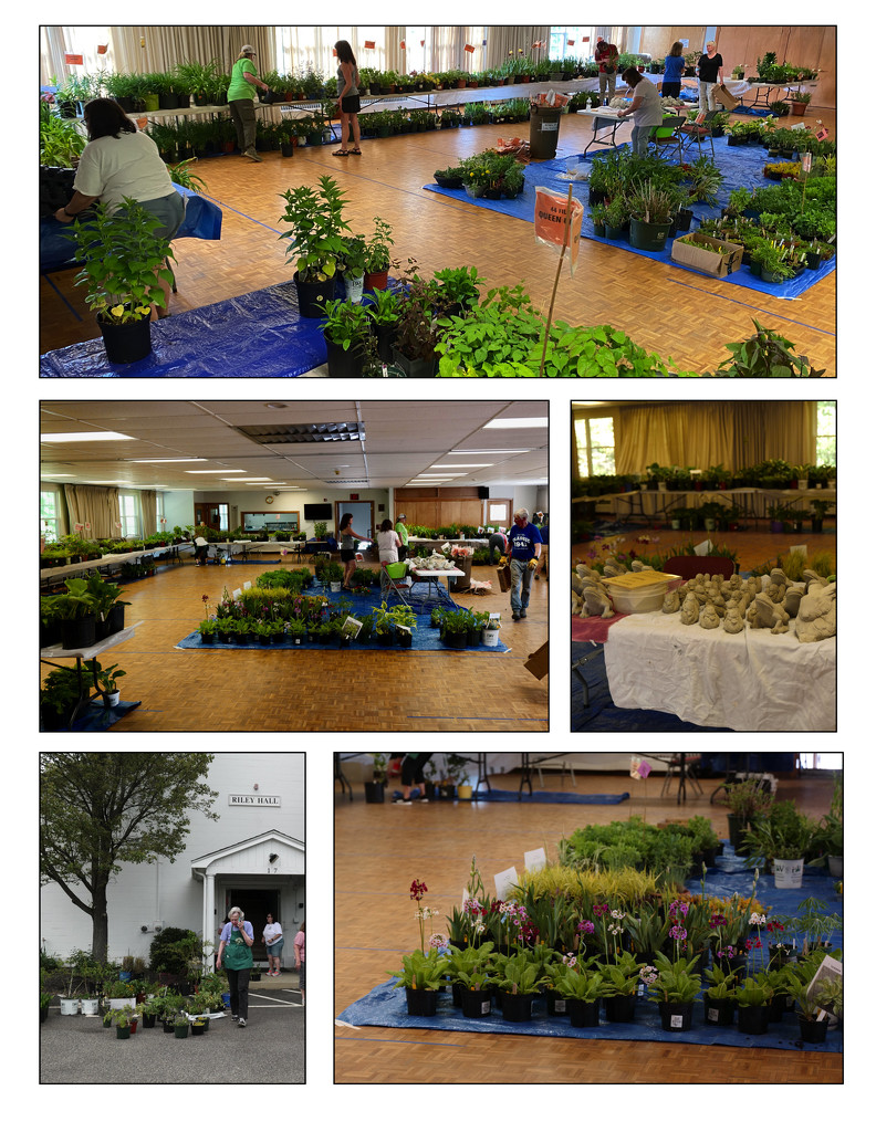 Setting up for the Garden Club Plant Sale by berelaxed