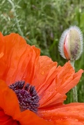 21st May 2021 - Another poppy 