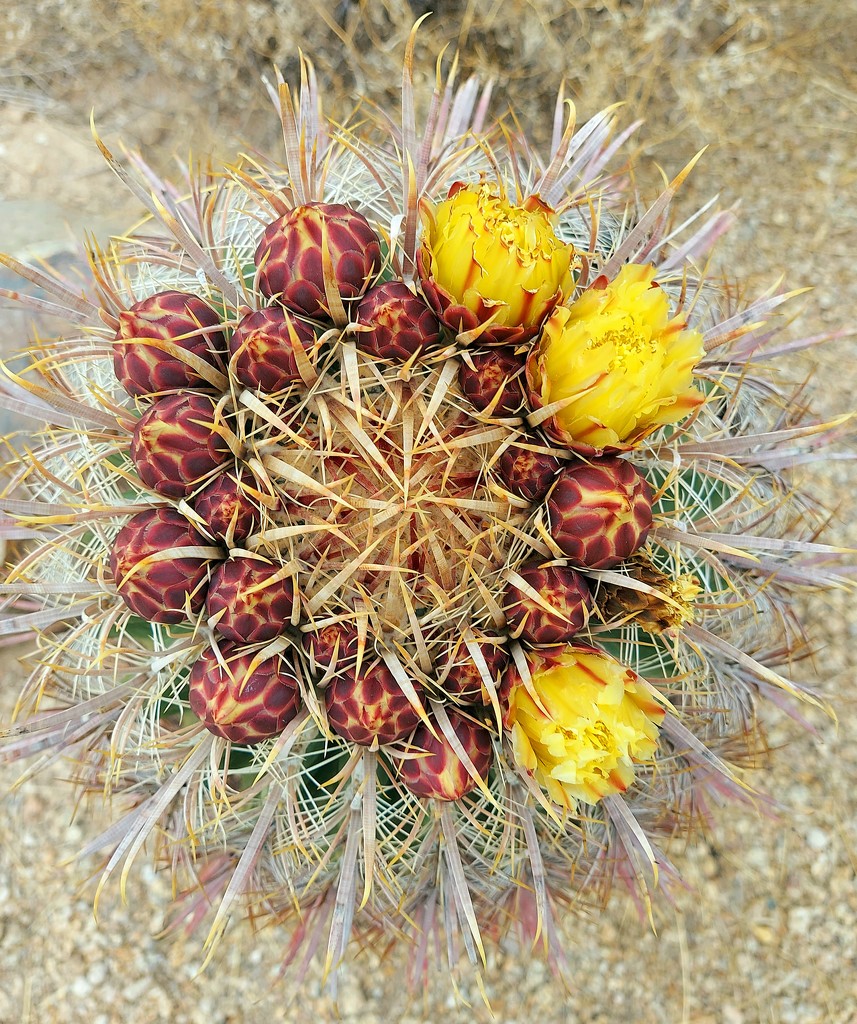 Barrel Cactus with Flowers  by harbie