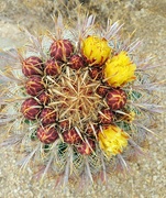 20th May 2021 - Barrel Cactus with Flowers 