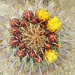 Barrel Cactus with Flowers  by harbie