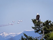21st May 2021 - 1 Bald Eagle, 6 Snowbirds