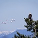 1 Bald Eagle, 6 Snowbirds by mitchell304