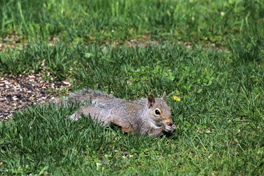 squirrel snack by edorreandresen