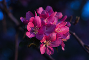 19th May 2021 - sunset crabapple blossoms