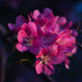 sunset crabapple blossoms by aecasey