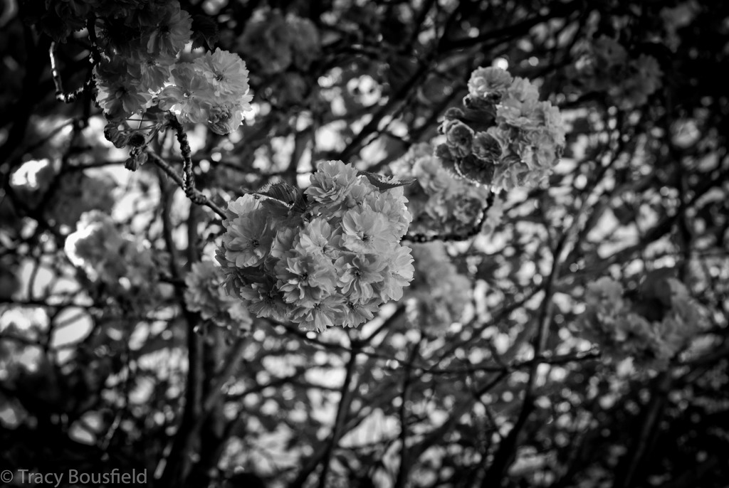 Blossom by tracybeautychick