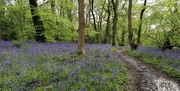18th May 2021 - Bluebells